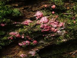 Attēlu rezultāti vaicājumam “Lycogala irregulare young”