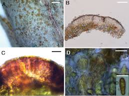 Attēlu rezultāti vaicājumam “Arthonia spadicea”