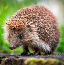 Image result for Igel