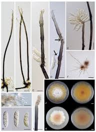 Attēlu rezultāti vaicājumam “Stemonitopsis aequalis var. microspora spores”