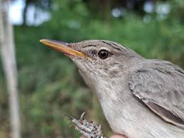 Image result for Hippolais olivetorum