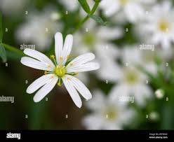Attēlu rezultāti vaicājumam “Stellaria longifolia flower”