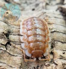 Attēlu rezultāti vaicājumam “Oniscus asellus”