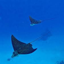 Image result for Aetobatus narinari