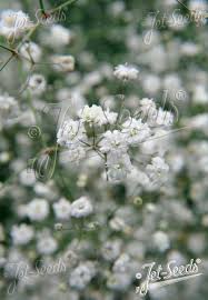 Attēlu rezultāti vaicājumam “Gypsophila paniculata leaf”