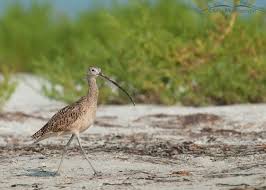 Image result for Numenius hudsonicus