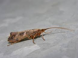 Attēlu rezultāti vaicājumam “Glyphotaelius pellucidus”