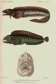 Image result for Zoarces americanus