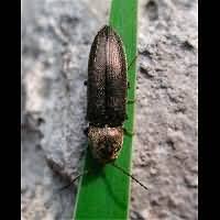 Attēlu rezultāti vaicājumam “Cidnopus aeruginosus”