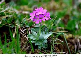 Attēlu rezultāti vaicājumam “Primula farinosa leaf”