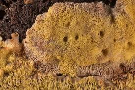 Attēlu rezultāti vaicājumam “Flaviporus citrinellus”