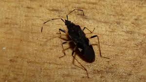 Attēlu rezultāti vaicājumam “Lygaeidae”