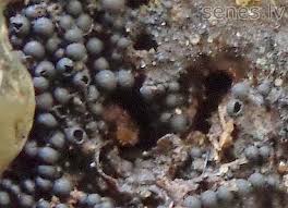 Attēlu rezultāti vaicājumam “Ruzenia spermoides”