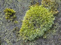 Attēlu rezultāti vaicājumam “Leucobryum juniperoideum”