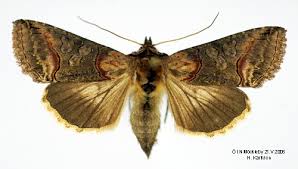 Attēlu rezultāti vaicājumam “Abrostola triplasia”