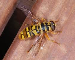 Attēlu rezultāti vaicājumam “Syrphidae”