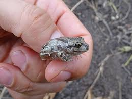 Attēlu rezultāti vaicājumam “Pelobates fuscus”