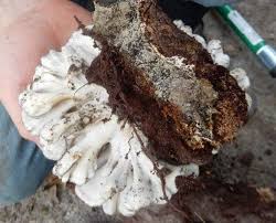 Attēlu rezultāti vaicājumam “Grifola frondosa”