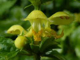 Attēlu rezultāti vaicājumam “Lamiastrum galeobdolon bud”