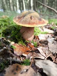 Attēlu rezultāti vaicājumam “Sutorius luridiformis”