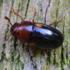 Attēlu rezultāti vaicājumam “Dacne bipustulata”