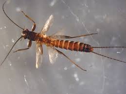 Attēlu rezultāti vaicājumam “Plecoptera”