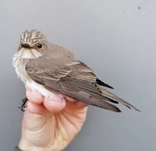 Attēlu rezultāti vaicājumam “Muscicapa striata”