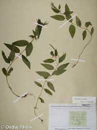 Attēlu rezultāti vaicājumam “Epilobium montanum leaf”