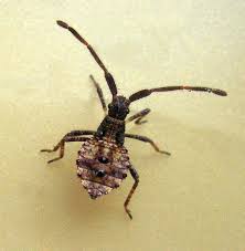 Attēlu rezultāti vaicājumam “Coreus marginatus”