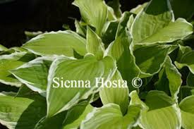 Image result for Hosta fortunei albomarginata