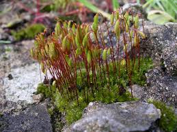 Attēlu rezultāti vaicājumam “Bryum”