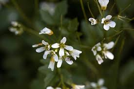 Attēlu rezultāti vaicājumam “Cardamine amara flower”
