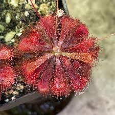 Image result for Drosera