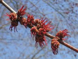 Attēlu rezultāti vaicājumam “Acer saccharinum bud”