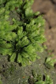 Attēlu rezultāti vaicājumam “Fissidens bryoides sporophyte”