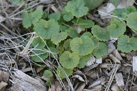 Image result for Glechoma hederacea