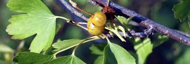 Attēlu rezultāti vaicājumam “Trifolium aureum fruit”