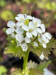 Attēlu rezultāti vaicājumam “Alliaria petiolata flower”