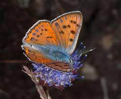 Attēlu rezultāti vaicājumam “Lycaena alciphron”