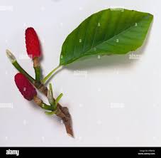 Attēlu rezultāti vaicājumam “Magnolia acuminata fruit”