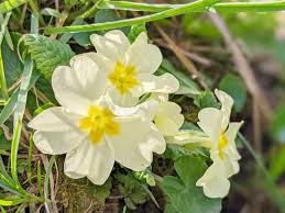 Attēlu rezultāti vaicājumam “Primulaceae”