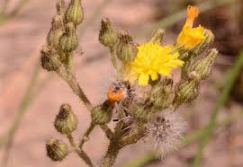 Attēlu rezultāti vaicājumam “Pilosella officinarum bud”