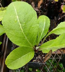 Attēlu rezultāti vaicājumam “Inula helenium leaf”