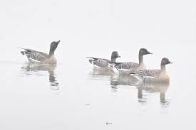 Attēlu rezultāti vaicājumam “Anser serrirostris”