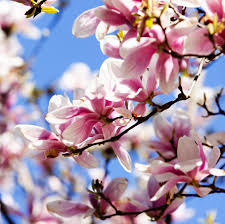 Attēlu rezultāti vaicājumam “Magnolia”