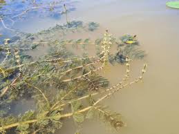 Attēlu rezultāti vaicājumam “Myriophyllum spicatum”