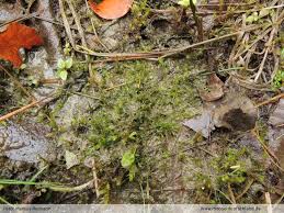 Attēlu rezultāti vaicājumam “Riccardia incurvata”