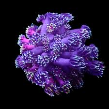 Attēlu rezultāti vaicājumam “Octospora splachnophila”