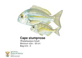 Image result for Rhabdosargus holubi