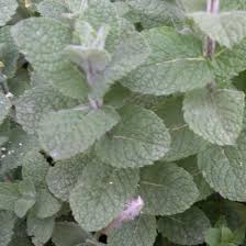 Image result for Mentha piperita